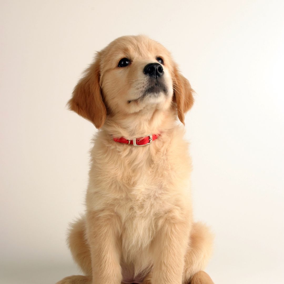Bau: L'Eccellenza Italiana per Cani